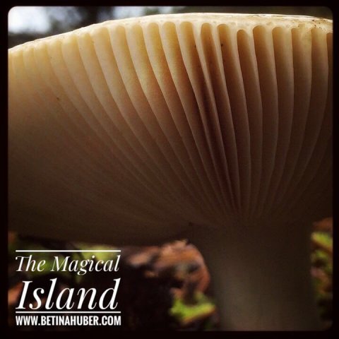 betina huber öland svamp natur