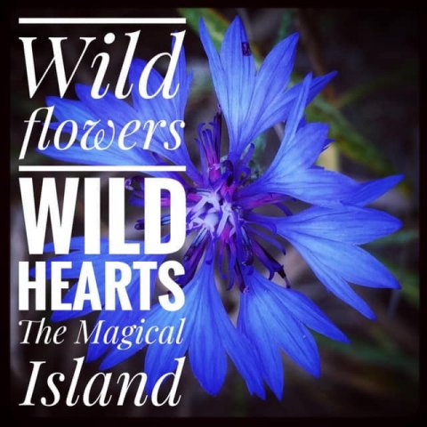 öland betina huber natur