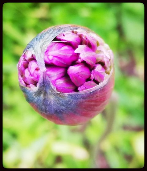 betina huber öland natur foto