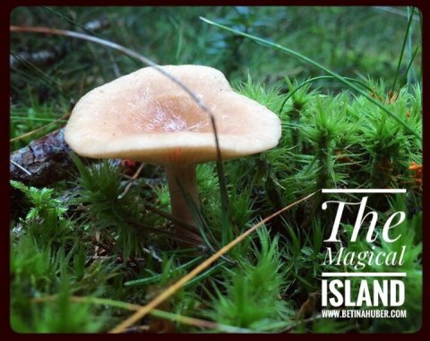 betina huber öland natur