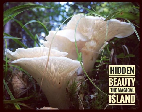 natur betina huber öland