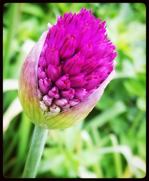 betina huber öland natur foto