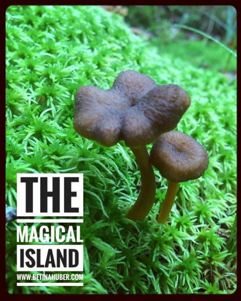 betina huber öland nature