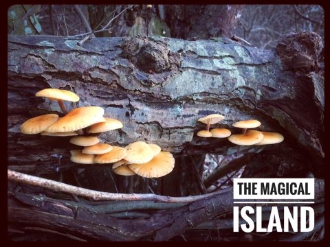 öland natur betina huber