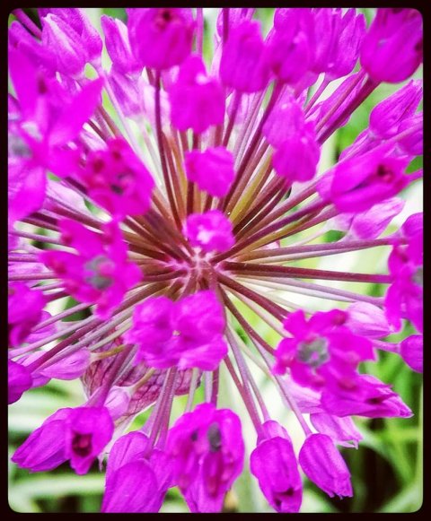 betina huber öland natur foto