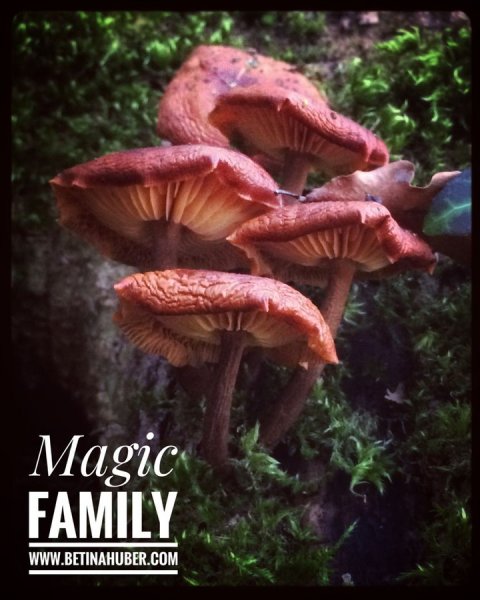 mushroom betina huber